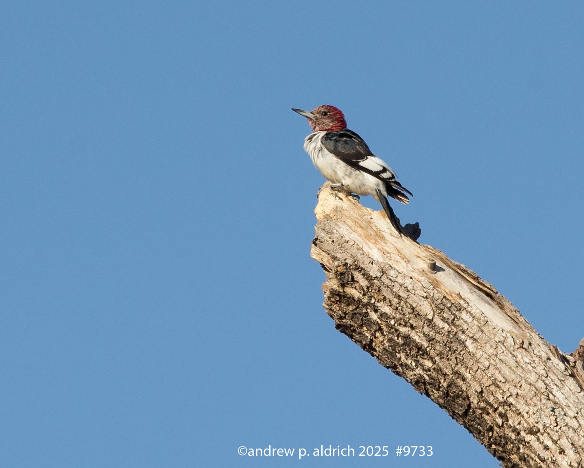 Гіла червоноголова - ML646975246