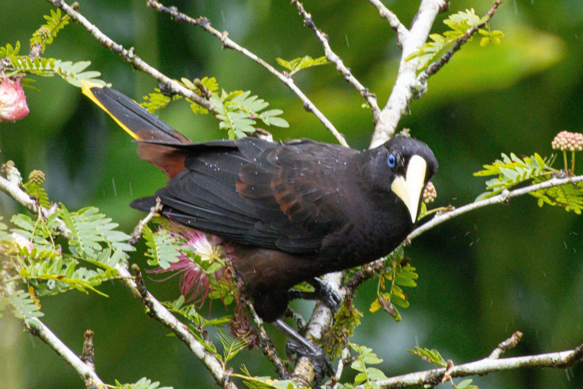 Crested Oropendola - ML646975248