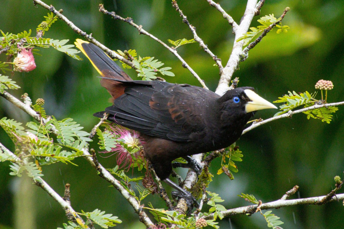 Crested Oropendola - ML646975249