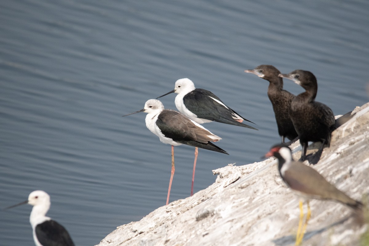 Black-winged Stilt - ML646975252