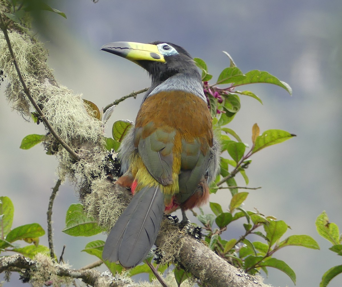 Hooded Mountain-Toucan - ML646975256