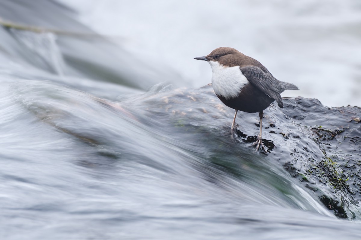 Пронурок біловолий - ML646975259