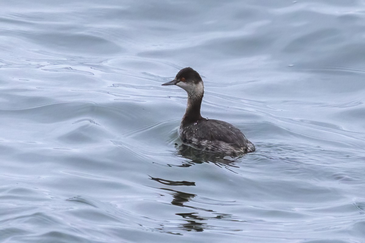 ハジロカイツブリ - ML646975261