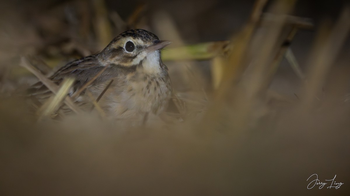 Bisbita de Richard - ML646975271