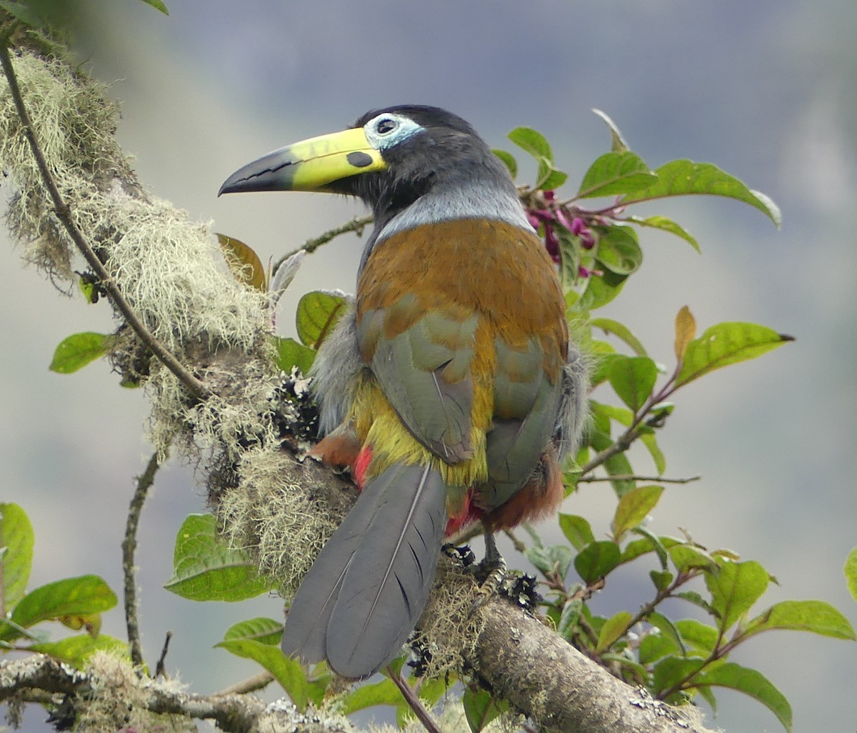 Hooded Mountain-Toucan - ML646975274