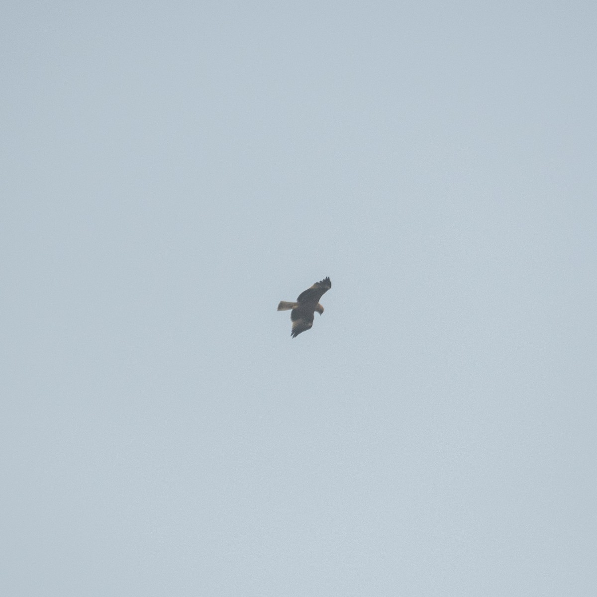 Booted Eagle - ML646975275