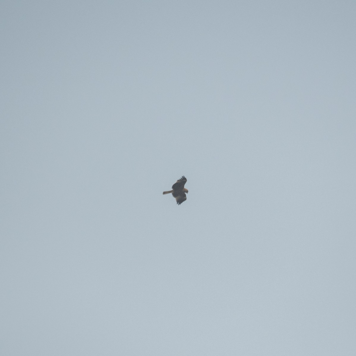 Booted Eagle - ML646975276