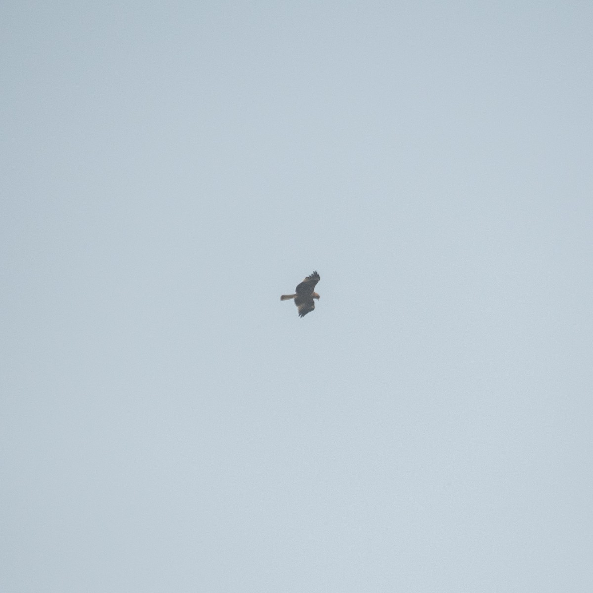 Booted Eagle - ML646975277