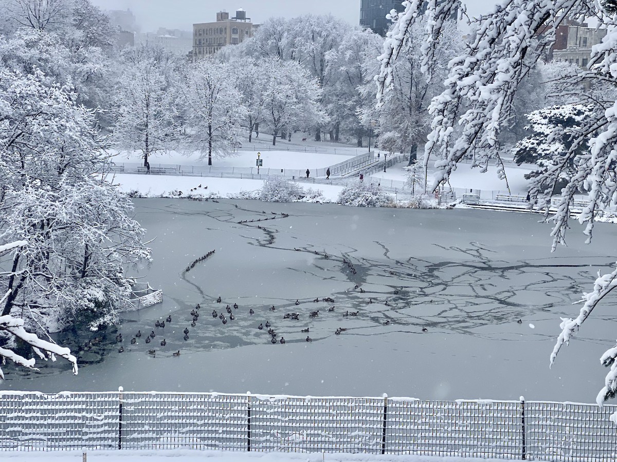 Bernache du Canada - ML646975278