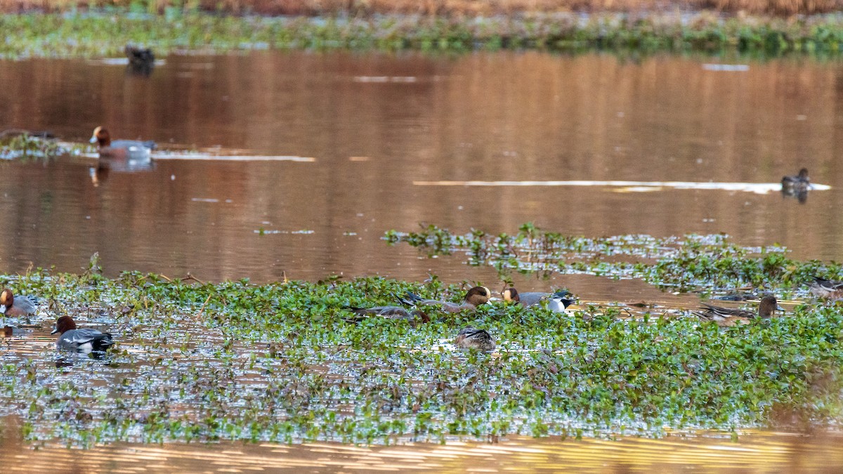 American Wigeon - ML646975279