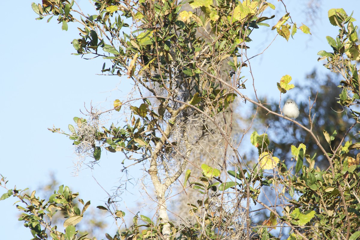 Gökrengi Bitkuşu - ML646975284