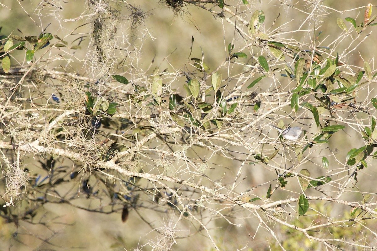 Gökrengi Bitkuşu - ML646975286