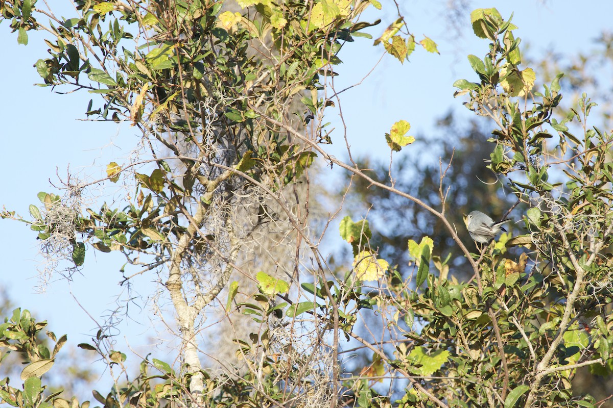 Gökrengi Bitkuşu - ML646975287