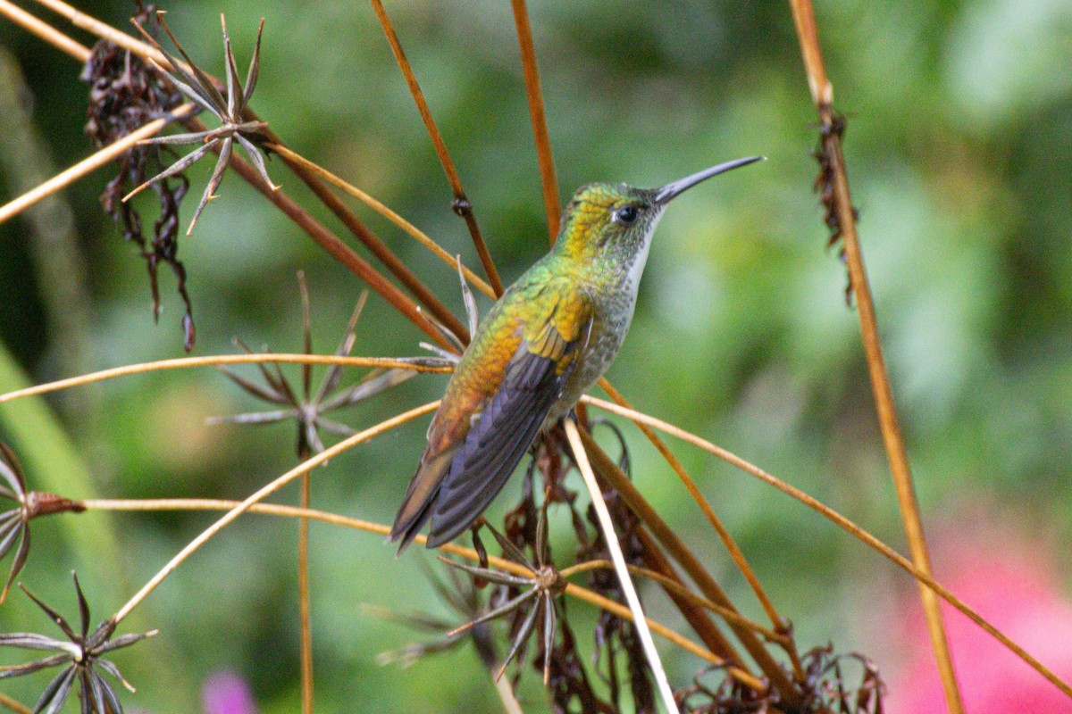 White-chested Emerald - ML646975290