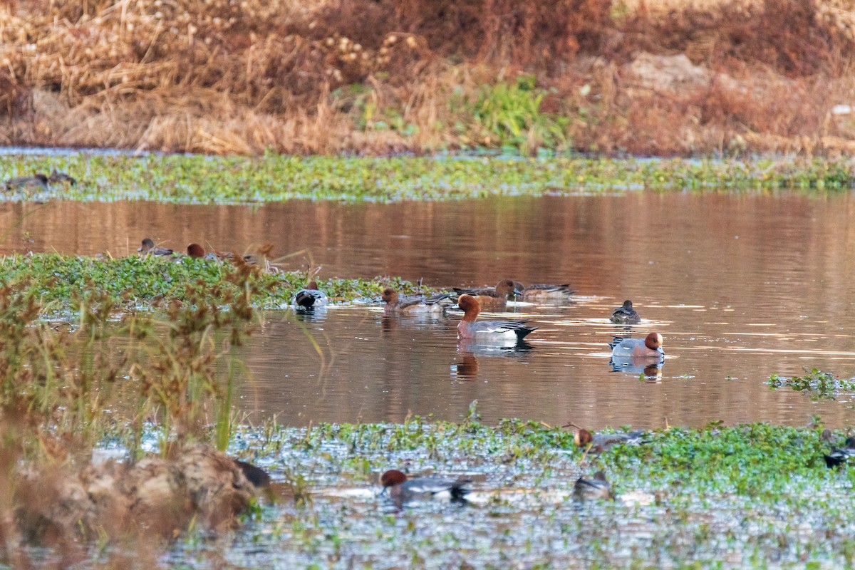 Eurasian Wigeon - ML646975291