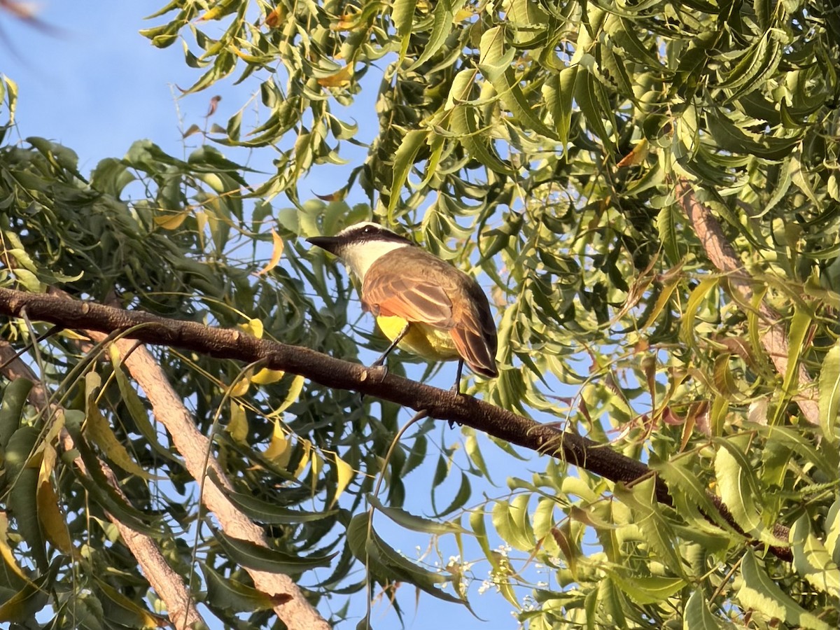 Schwefelmaskentyrann - ML646975297