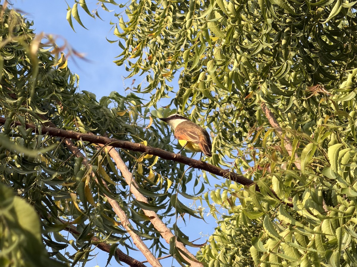 Schwefelmaskentyrann - ML646975298