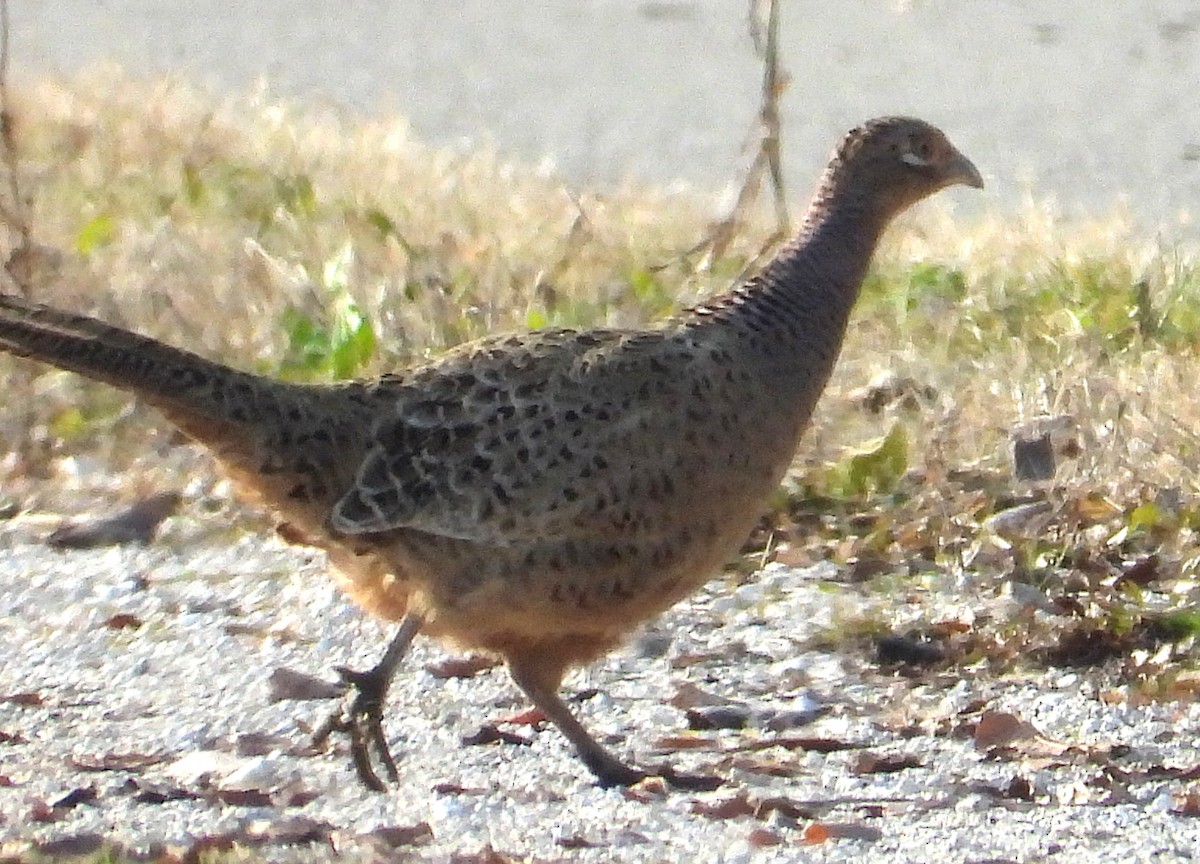 Ring-necked Pheasant - ML646975302