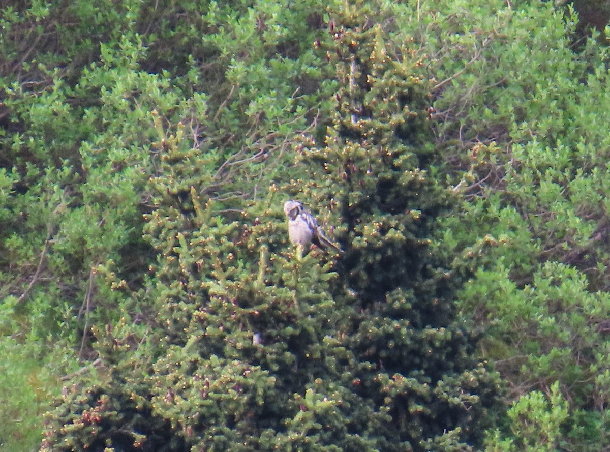 Сова яструбина - ML646975303