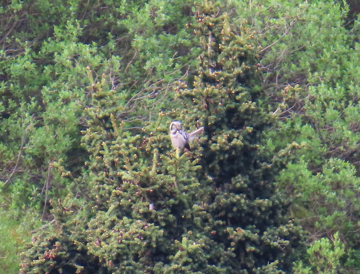 Сова яструбина - ML646975304