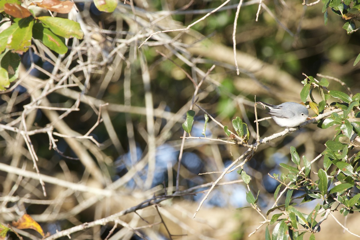 Blue-gray Gnatcatcher - ML646975305