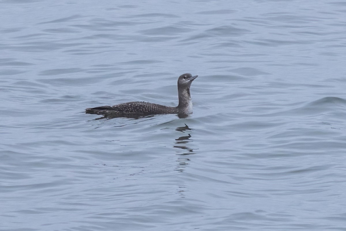 Red-throated Loon - ML646975306