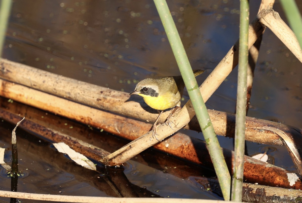 Common Yellowthroat - ML646975307