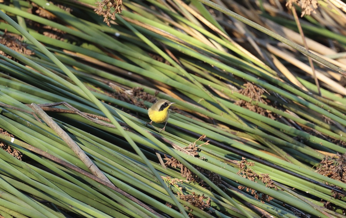 Common Yellowthroat - ML646975308