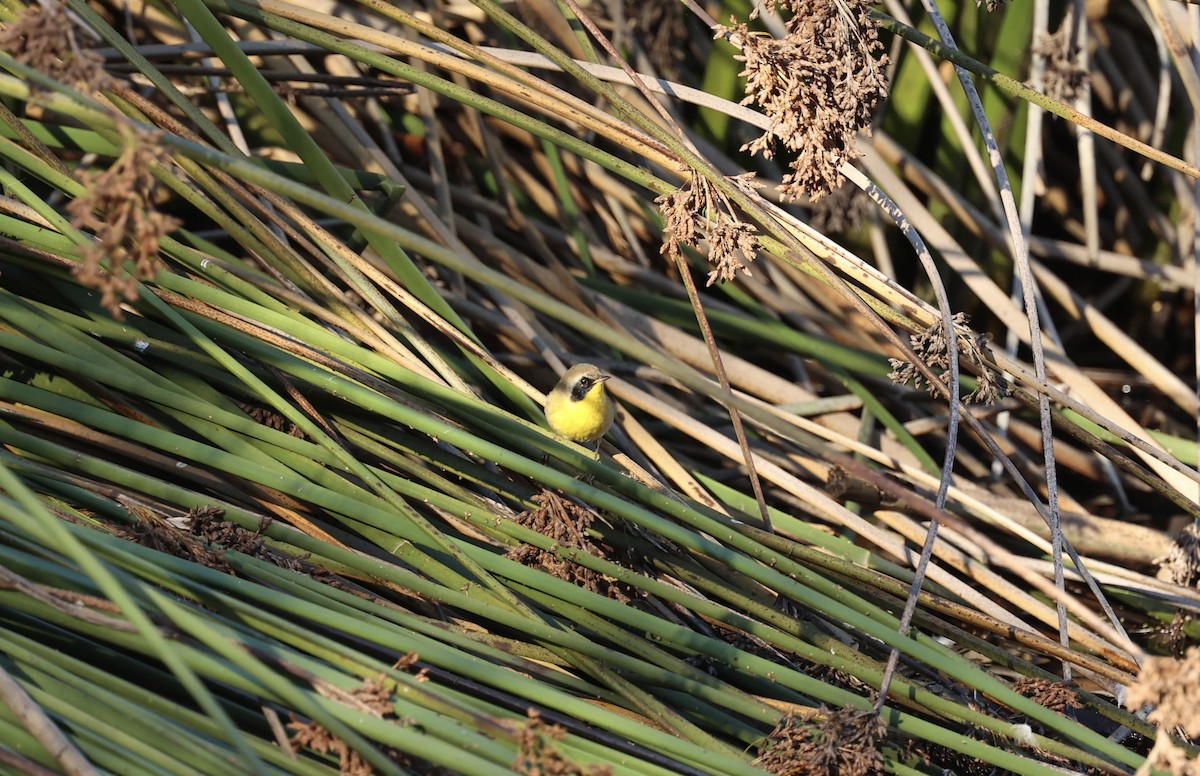 Common Yellowthroat - ML646975309