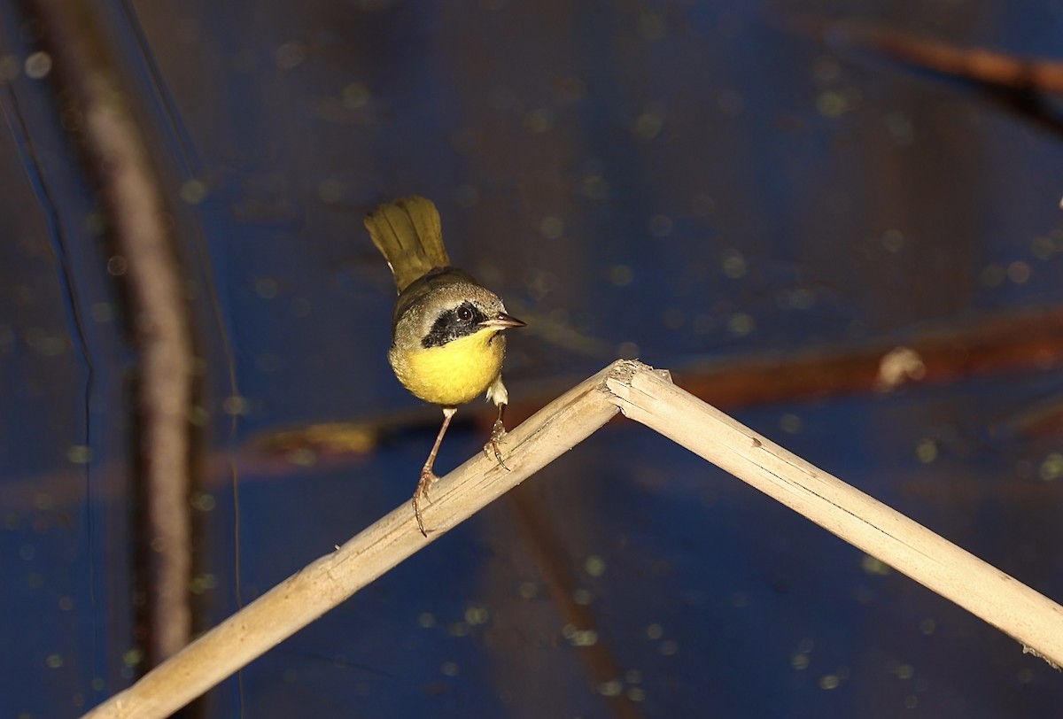 Common Yellowthroat - ML646975310