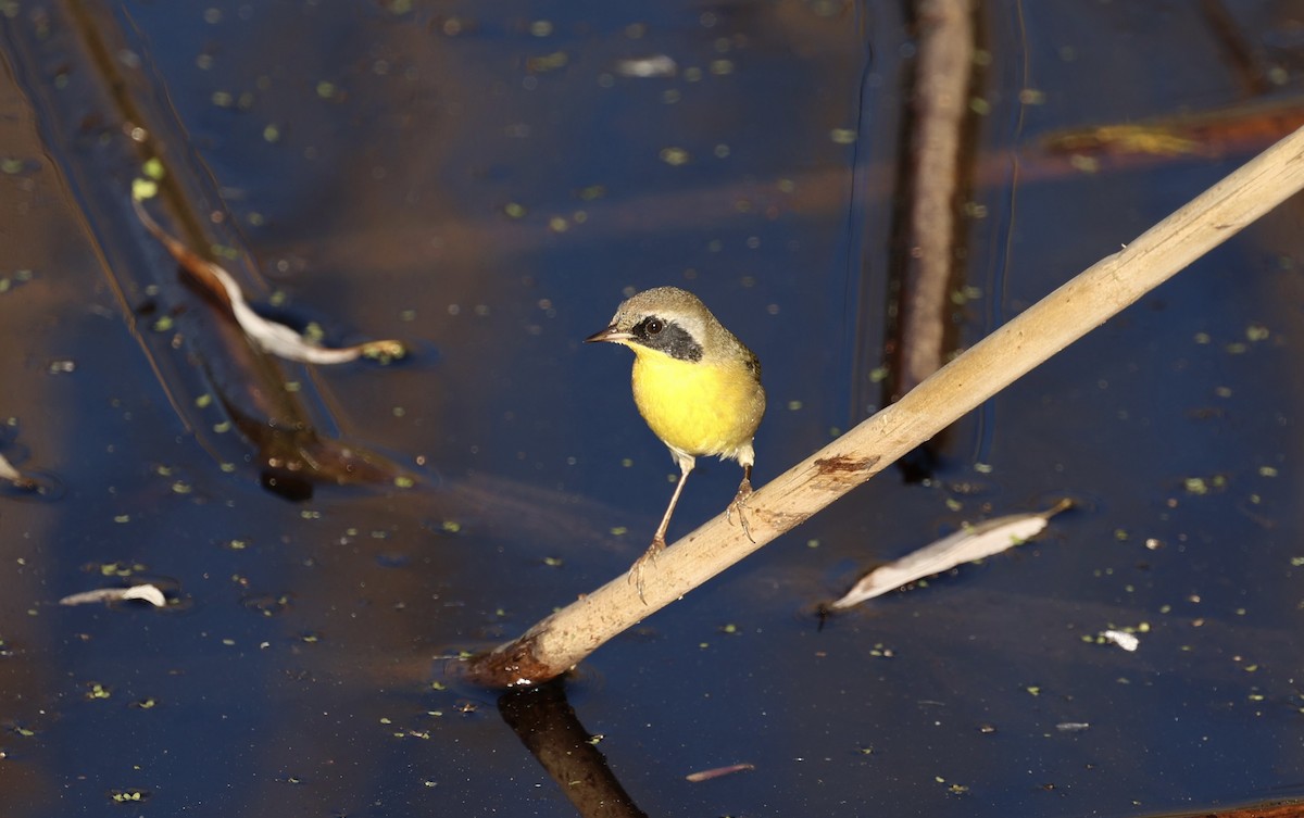 Common Yellowthroat - ML646975311