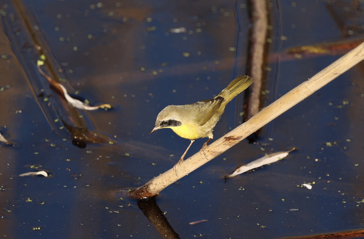 Common Yellowthroat - ML646975312