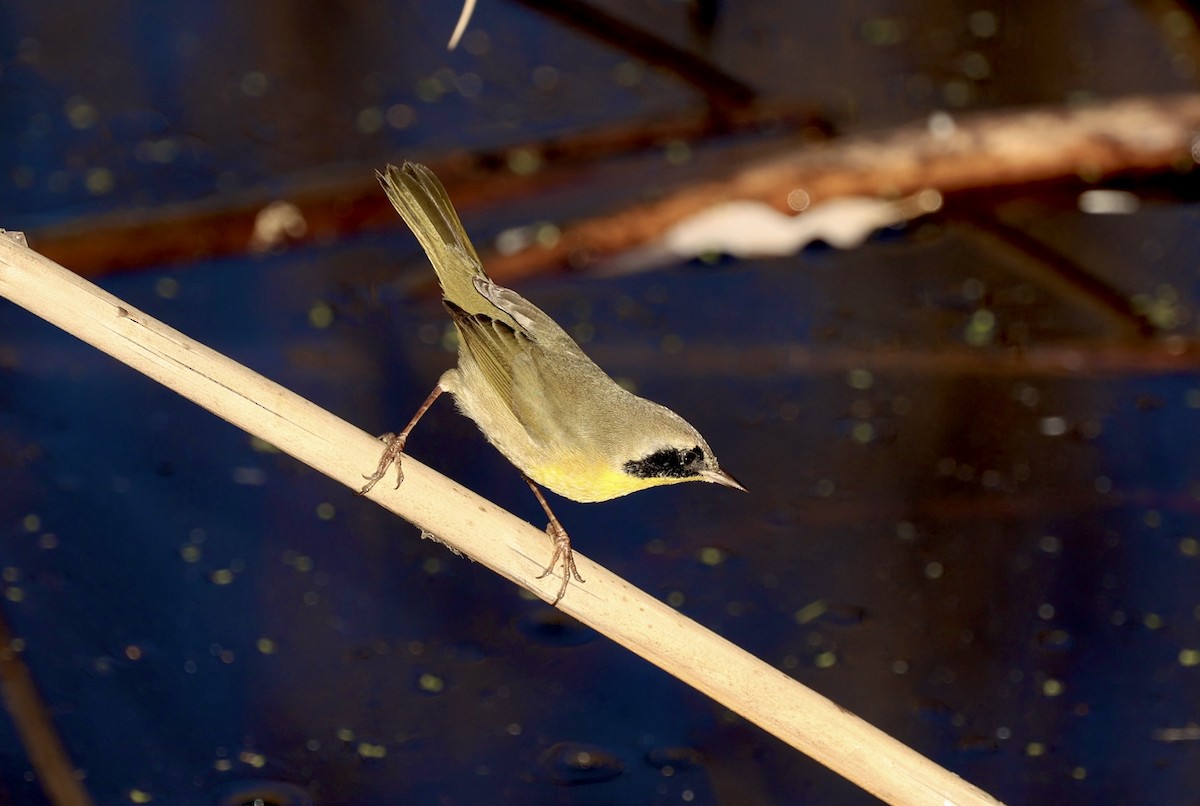 Common Yellowthroat - ML646975313