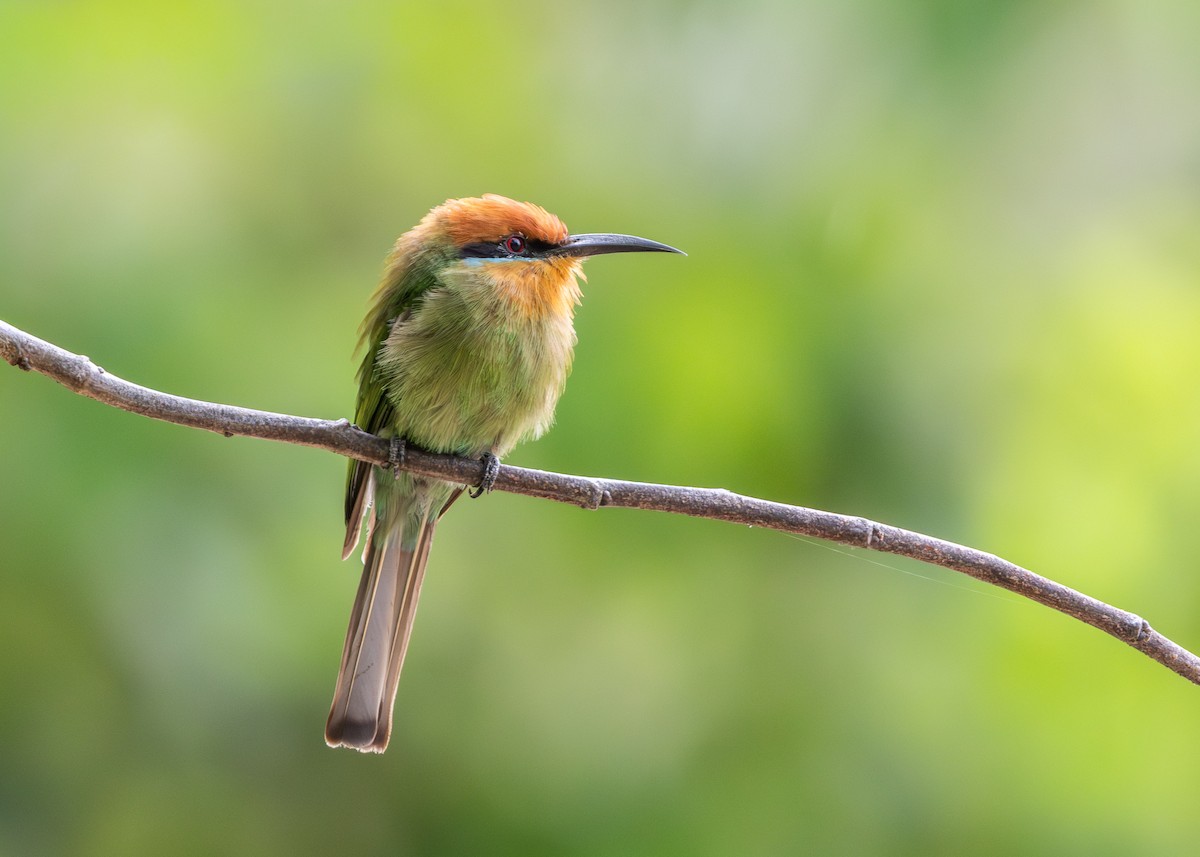 Böhm's Bee-eater - ML646975314