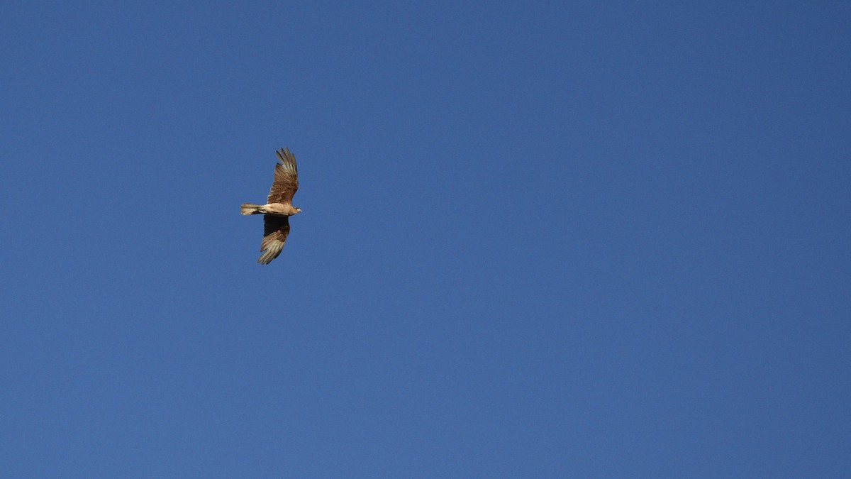 Chimango Caracara - ML646975315