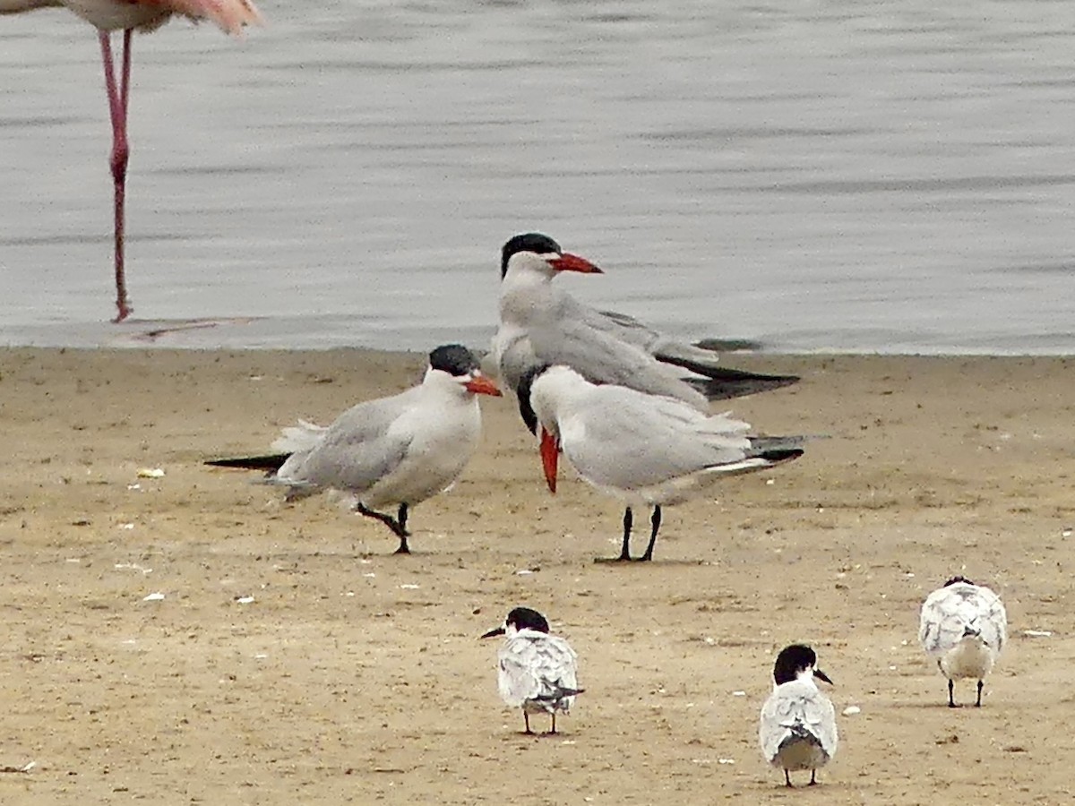 Caspian Tern - ML646975316