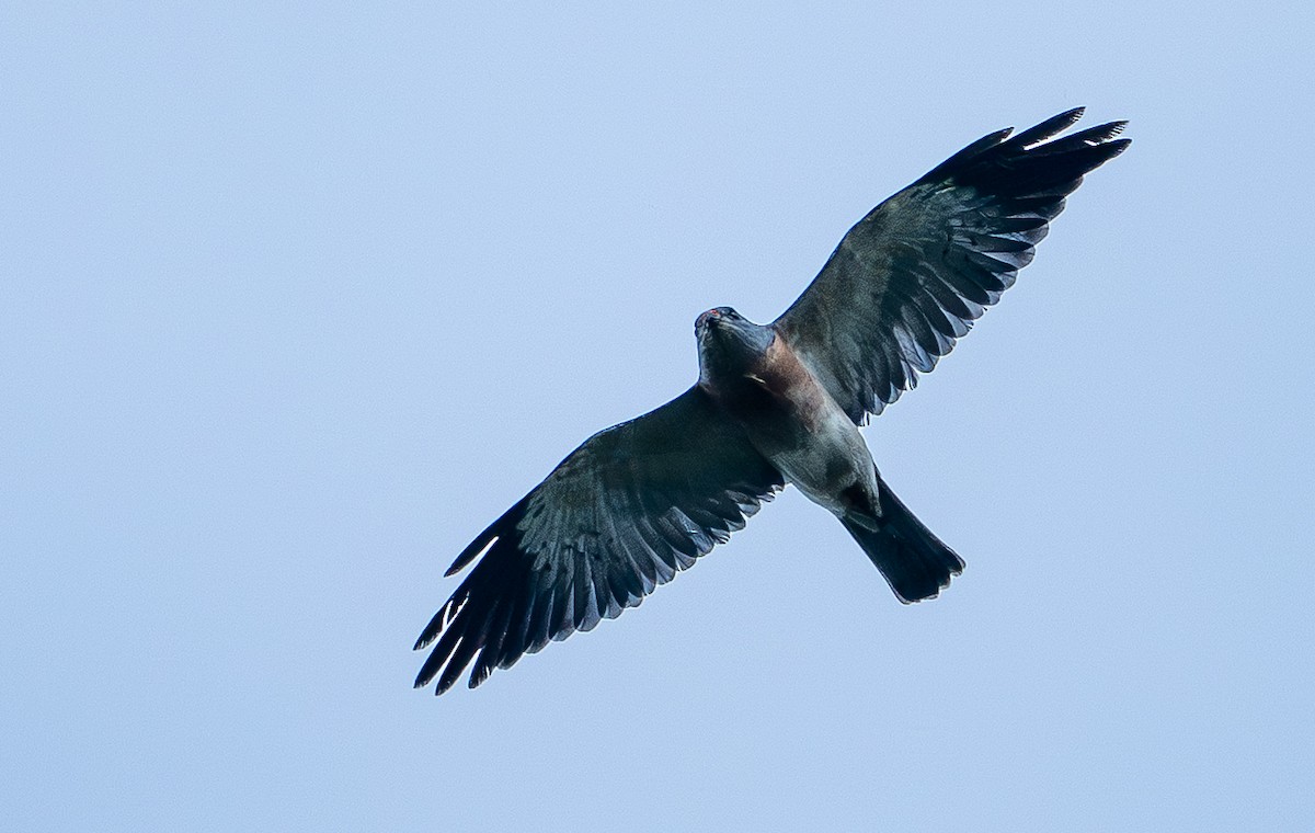 Chinese Sparrowhawk - ML646975317