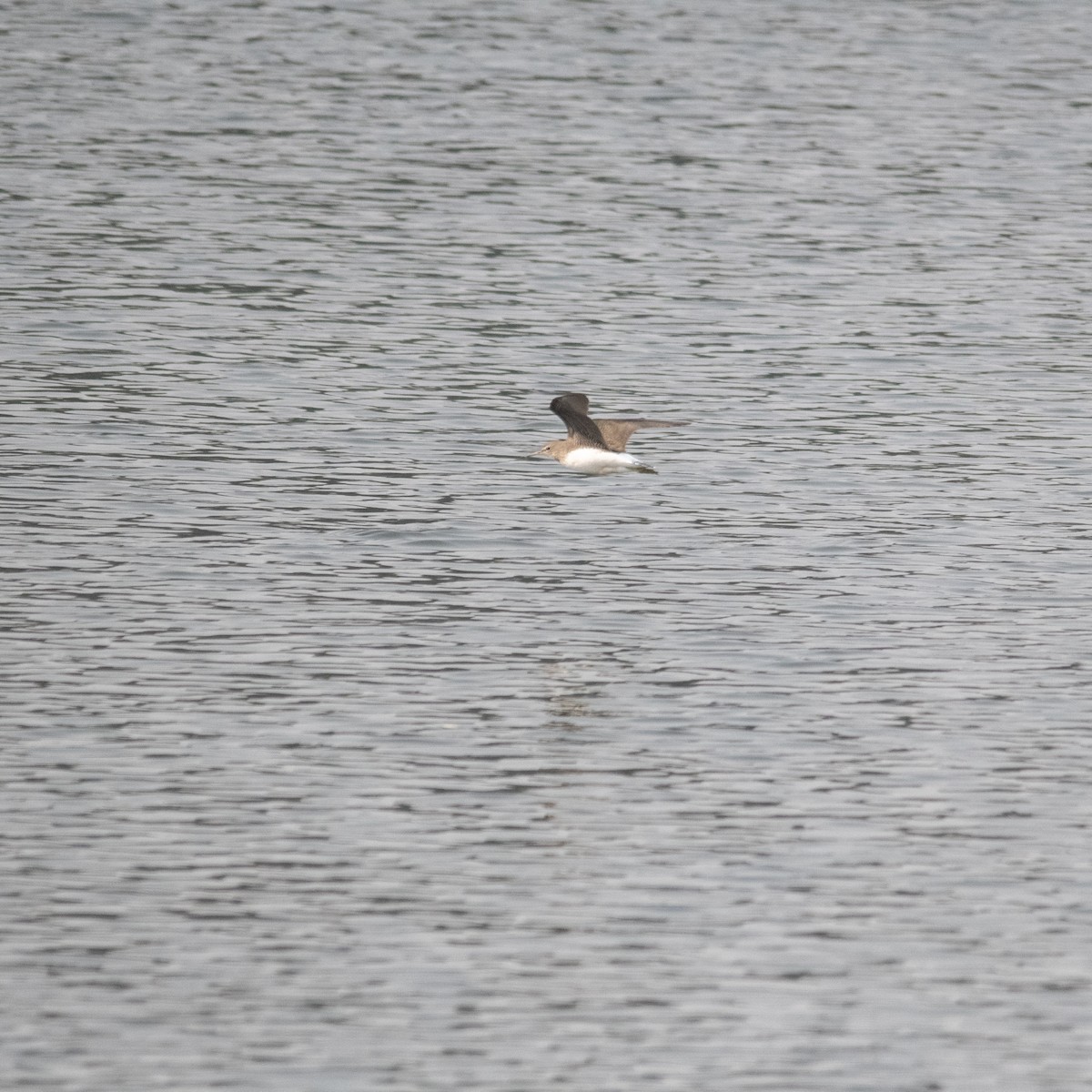 Green Sandpiper - ML646975318