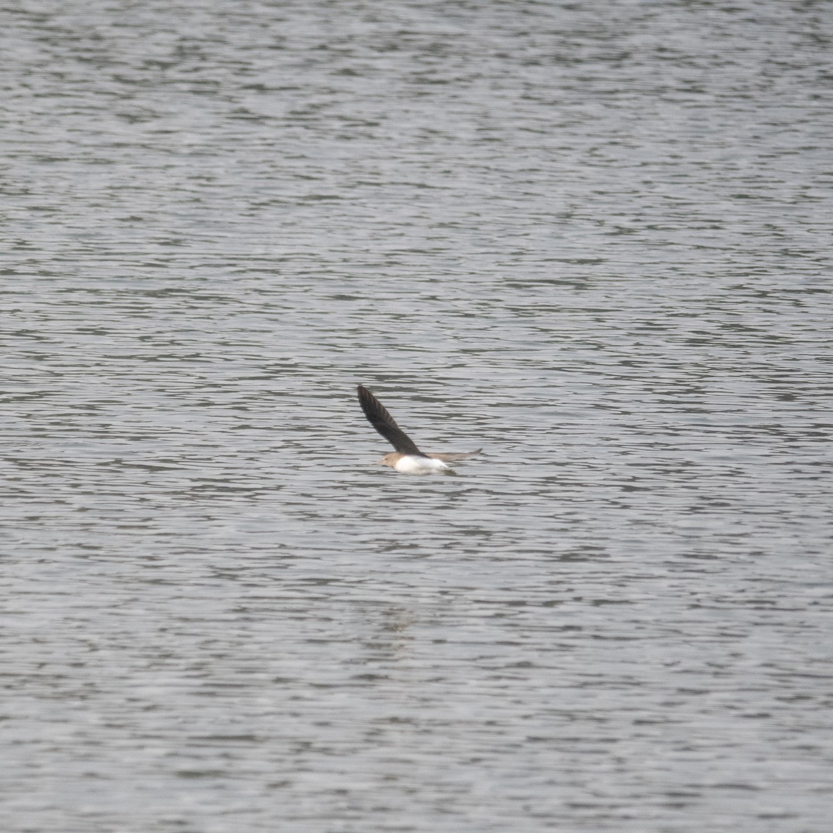 Green Sandpiper - ML646975319
