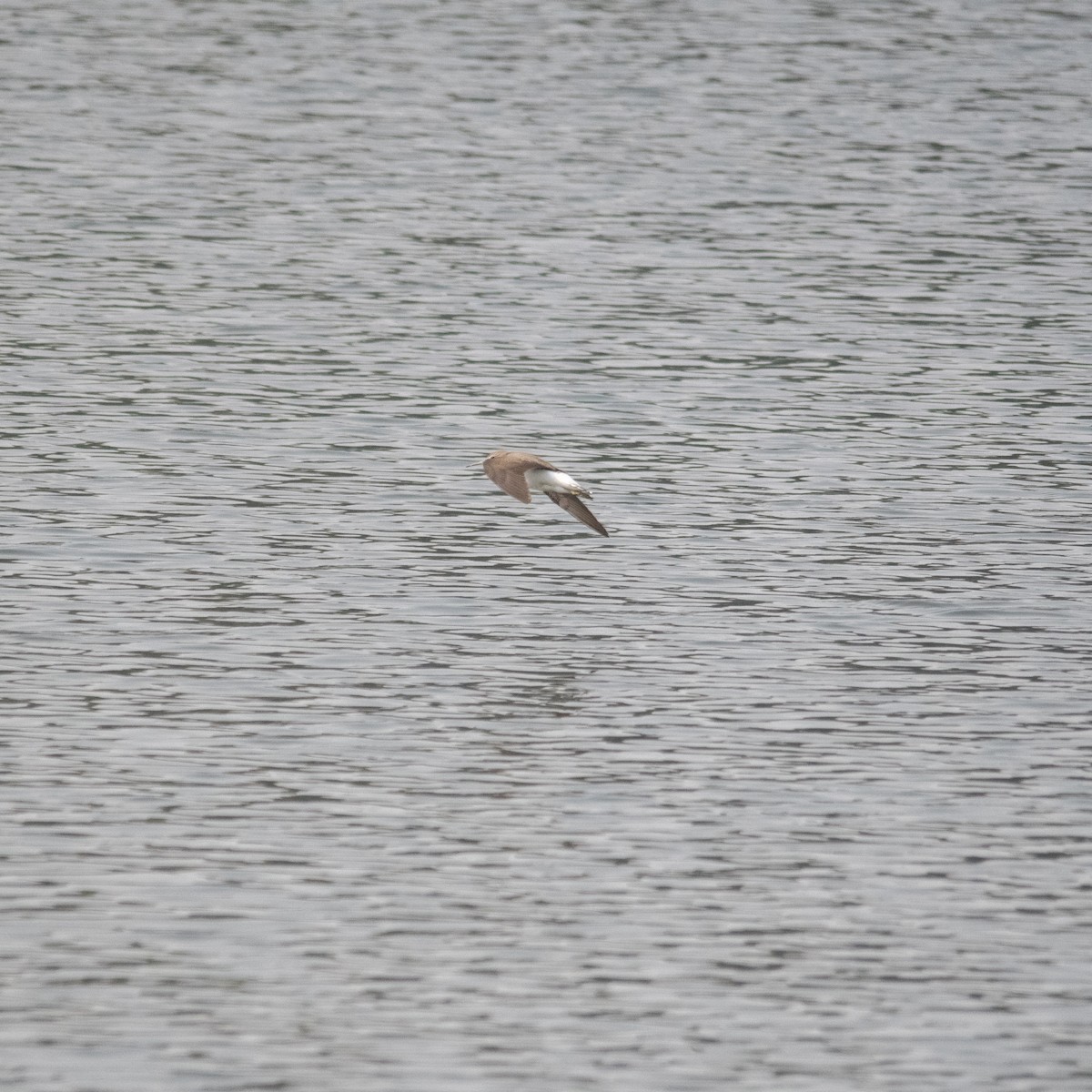 Green Sandpiper - ML646975320
