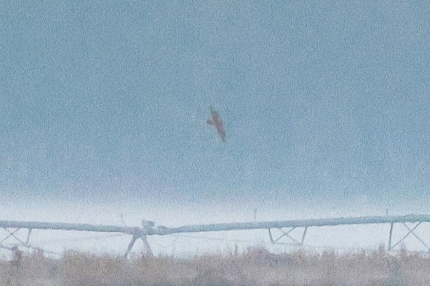 Short-eared Owl - ML646975321