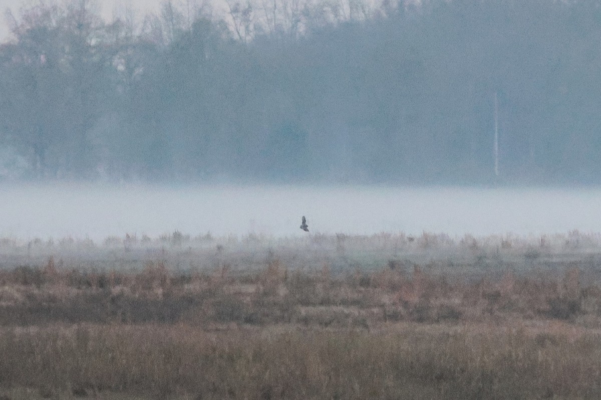 Short-eared Owl - ML646975322
