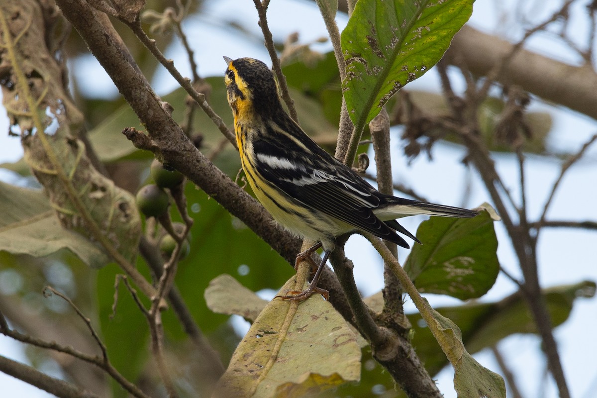 Blackburnian Warbler - ML646975323