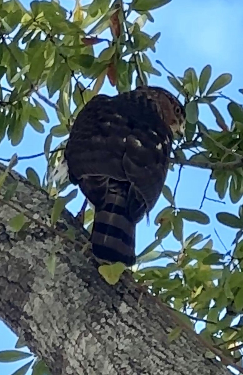 Cooper's Hawk - ML646975325