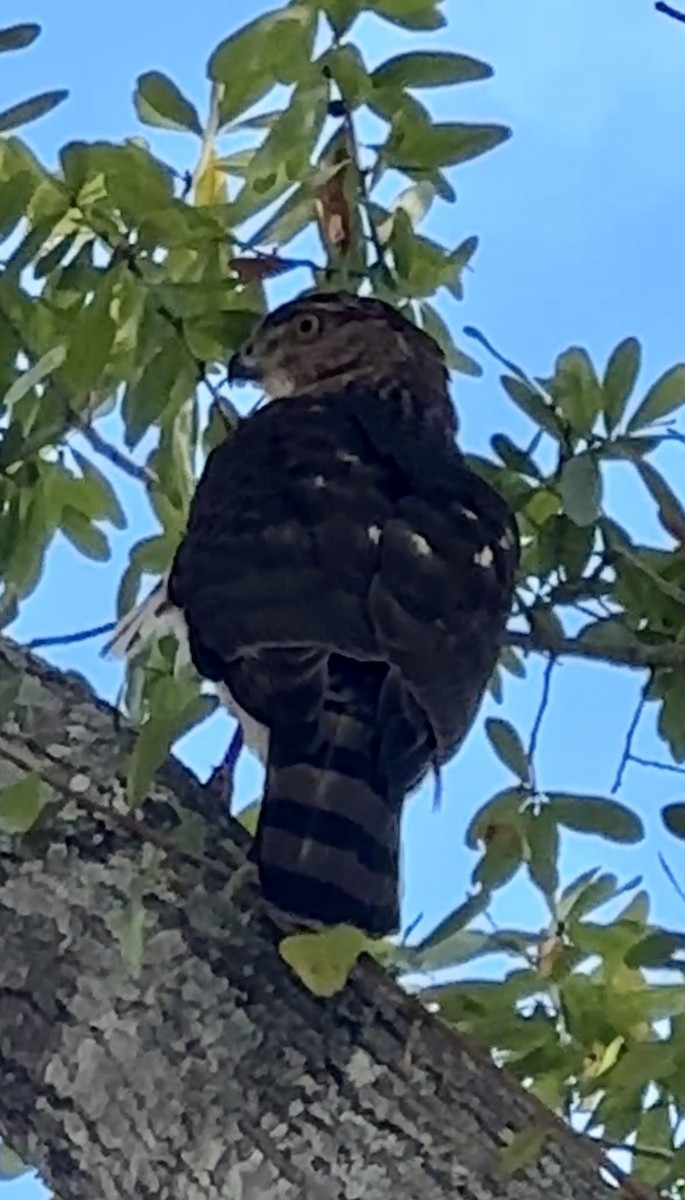 Cooper's Hawk - ML646975326