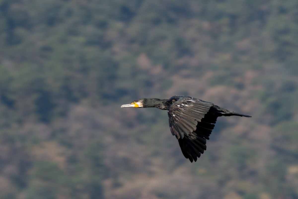Great Cormorant - ML646975328