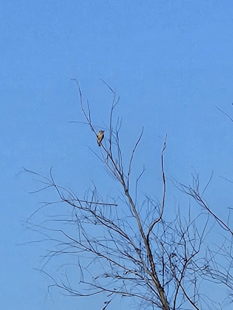 Red-bellied Woodpecker - ML646975330