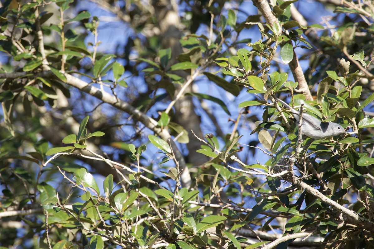 Gökrengi Bitkuşu - ML646975331