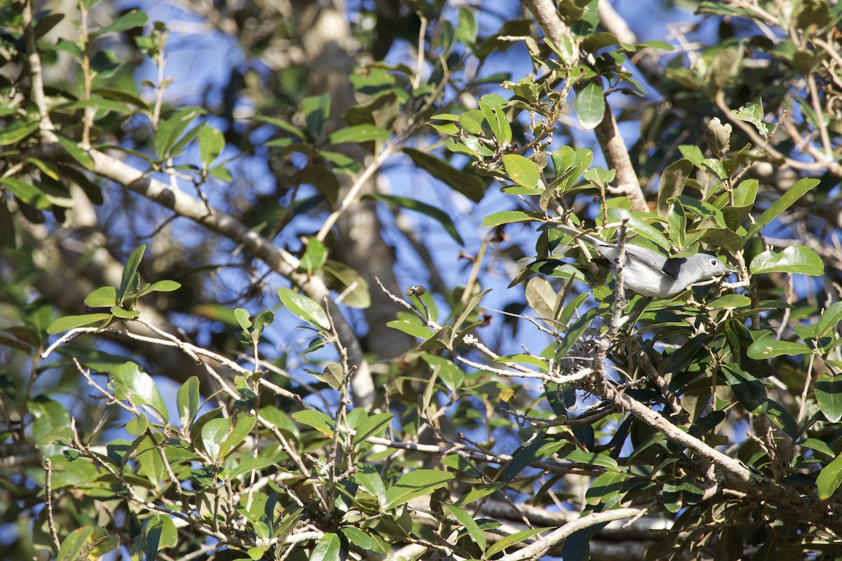 Gökrengi Bitkuşu - ML646975332