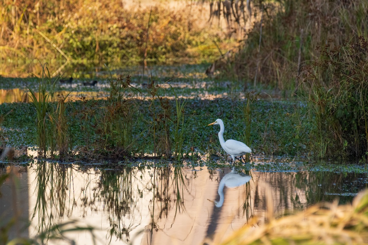 Medium Egret - ML646975333